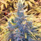 Graines de cannabis Panama regular (CannaBioGen)