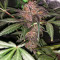 Graines féminisées de Purple Lemonade Auto (Fast Buds)