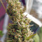 Graines de cannabis Silver Bubble (Reserva Privada)