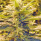 Sour Hound F2 Auto Seeds