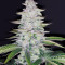 Graines de cannabis Tha Melon Regular (Karma Genetics)