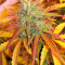 Triangle Kush Auto (Mephisto Genetics) Cannabis-Samen
