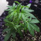 Ultra Lemon Haze Auto (Auto Seeds)