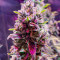 Bruce Banner Fast Version Feminized Seeds (Easy Grow Seeds)