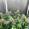 Buddha Haze Seeds