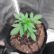 Glueberry (Expert Seeds)