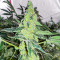 เมล็ด Lemon OG (AlphaFem Seeds)