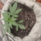 Dozy Whale Seeds (AlphaFem Seeds) - Cannabis Strain Seeds for Sale