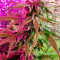 CBD Lemon Seeds from Herbies Seeds - Cannabis Strain Seeds for Sale