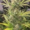 Chocolate Thai Auto (Herbies Seeds)
