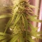Gorilla Cookies Seeds