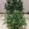 West Coast O.G. Seeds