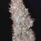 Original Auto Jack Herer Seeds - Cannabis Strain Seeds for Sale