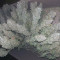 Acquista semi femminizzati Black Russian da Delicious Seeds