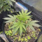 Malawi Seeds - Cannabis Strain Seeds for Sale