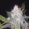 Venta de Six Shooter Auto (Fast Buds) | Semillas de marihuana feminizadas