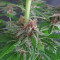 DDoS #33 Seeds (Herbies Seeds) - Cannabis Strain Seeds for Sale