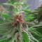 DDoS #33 Seeds (Herbies Seeds) - Cannabis Strain Seeds for Sale