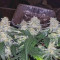 Blueberry Glue Auto (Glueberry Auto) Seeds - Cannabis Strain Seeds for Sale
