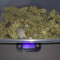 Blueberry Glue Auto (Glueberry Auto) Seeds - Cannabis Strain Seeds for Sale
