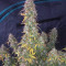 Girl Scout Cookies จาก Original Sensible Seeds