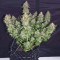 Blackberry Gum Seeds - Cannabis Strain Seeds for Sale