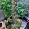 Strawberry Gorilla Seeds (Fast Buds)