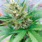 Bruce Banner Auto fem cannabis seeds for sale