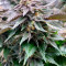 Girl Scout Cookies Seeds (Blimburn Seeds) - Cannabis Strain Seeds for Sale