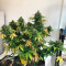 Auto AK XXL Seeds - Cannabis Strain Seeds for Sale