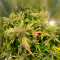 Mimosa x Orange Punch Seeds (Barney's Farm) - Cannabis Strain Seeds for Sale