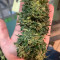 Vente de graines de cannabis Special Kush #1 (RQS)