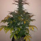 Vente de graines de cannabis Special Kush #1 (RQS)
