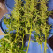 Shogun feminized seeds for sale: information and reviews