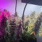 Strawberry Banana Seeds - Cannabis Strain Seeds for Sale