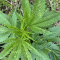 Mimosa EVO Seeds (Barney’s Farm) - Cannabis Strain Seeds for Sale