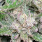 Tropicana Cookies Seeds - Cannabis Strain Seeds for Sale