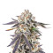 Sementes feminizadas de Sour Mac F1 (Seedkeepers)