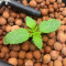 Biscotti Mintz Feminized Seeds (Barney's Farm)