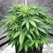 Ceres Kush feminized seeds