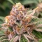 Chemdog Gorilla (Expert Seeds) Seeds
