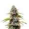 Chocolate Thai Seeds