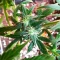 Cristal Limit Seeds