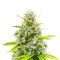Semi Femminizzati Durban Poison Autoflower (Seedkeepers)