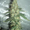 Exodus Cheese x Jack Herer x NL5 feminized seeds