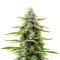 Extraction Dip Sixt Seeds
