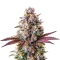 Extraction White Runtz Seeds