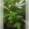 Fat Bastard Auto Seeds
