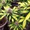 Gorilla King Auto Seeds