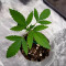 Mimosa (Herbies Seeds)